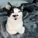 Astrid, Adoptable, Adult Female Domestic Short Hair.