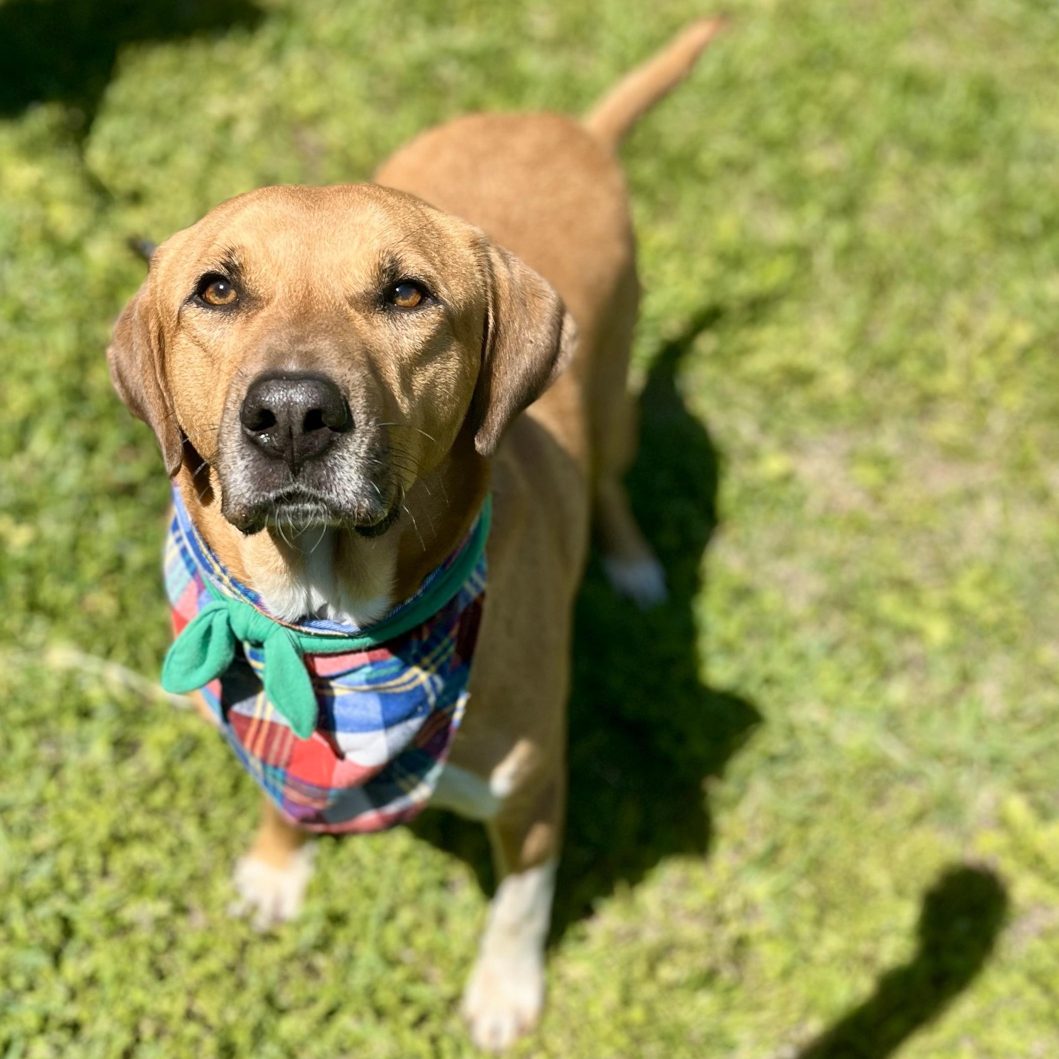 Buddy Holly — thumbnail 4