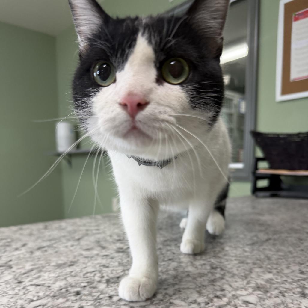 Oreo, Adoptable, Young Male Domestic Short Hair.