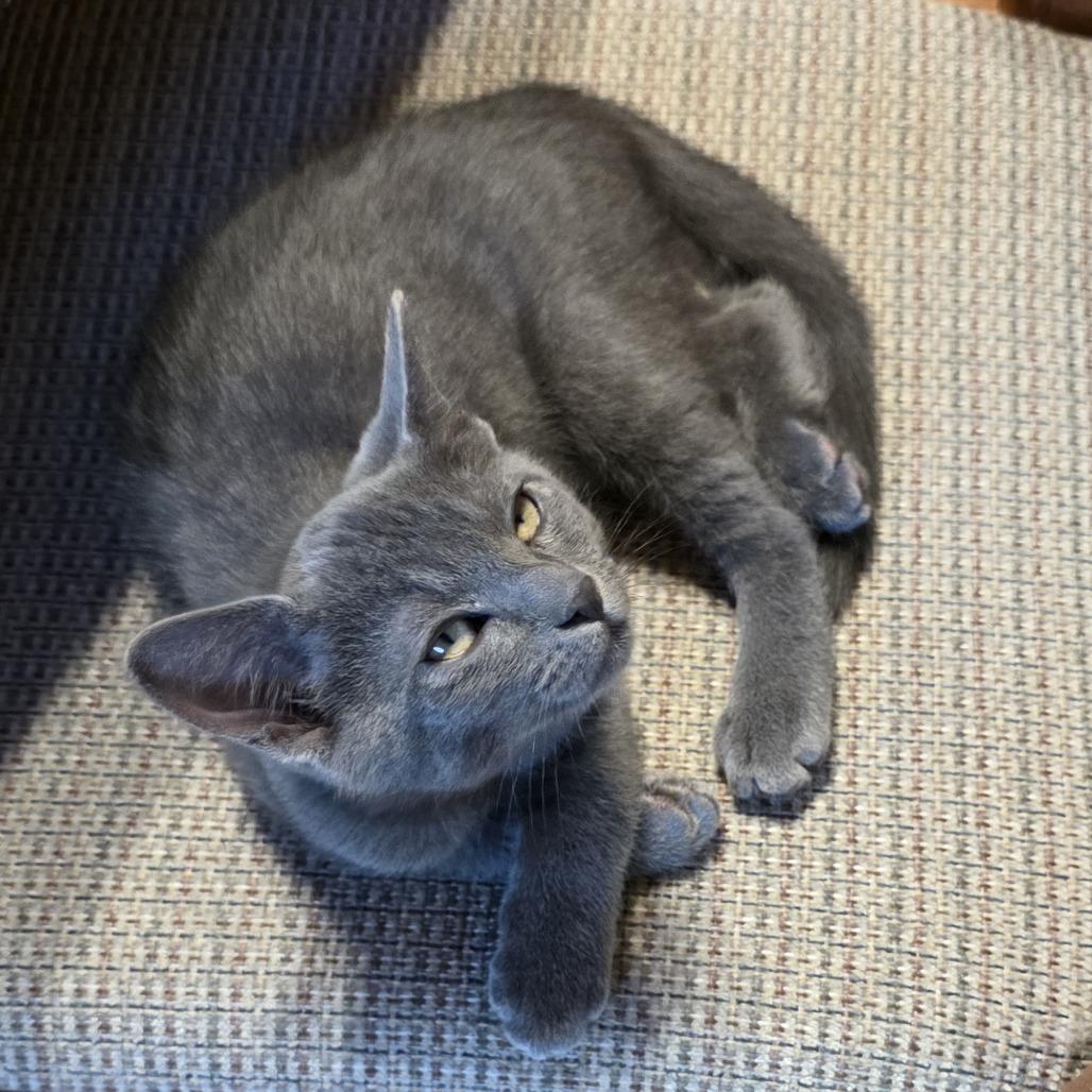 Enlarge Iggy, a Adoptable Domestic Short Hair in Santa Rosa, CA image 2/3