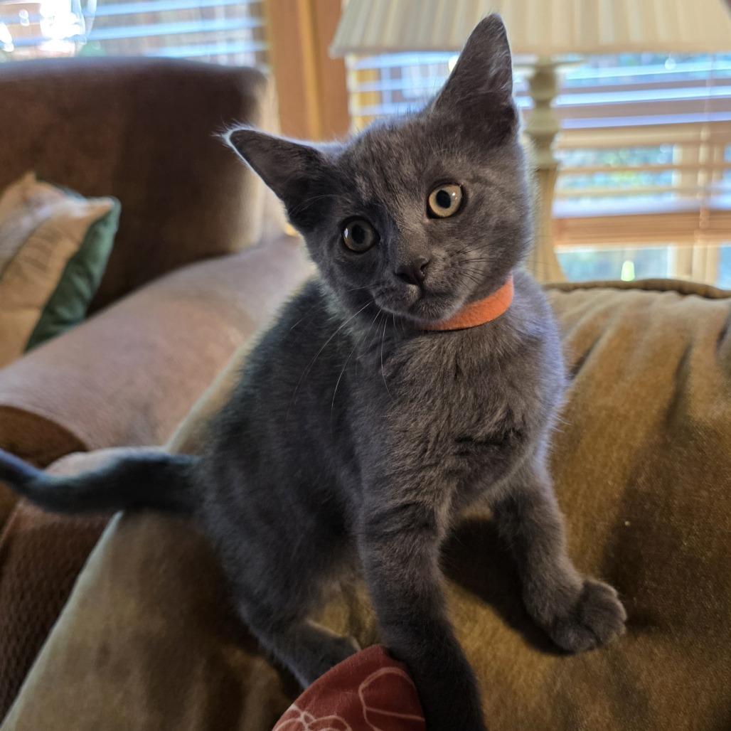 Enlarge Iggy, a Adoptable Domestic Short Hair in Santa Rosa, CA image 3/3