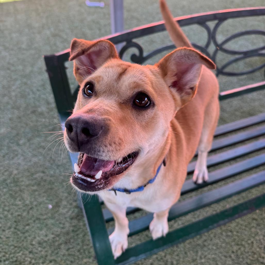 Enlarge Brennan, a Adoptable mixed breed in Buellton, CA image 1/6