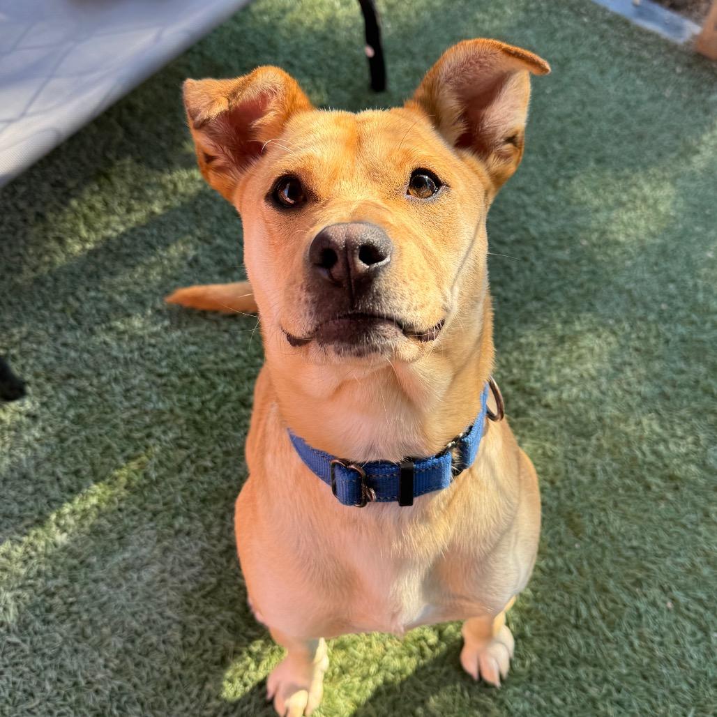 Enlarge Brennan, a Adoptable mixed breed in Buellton, CA image 2/6