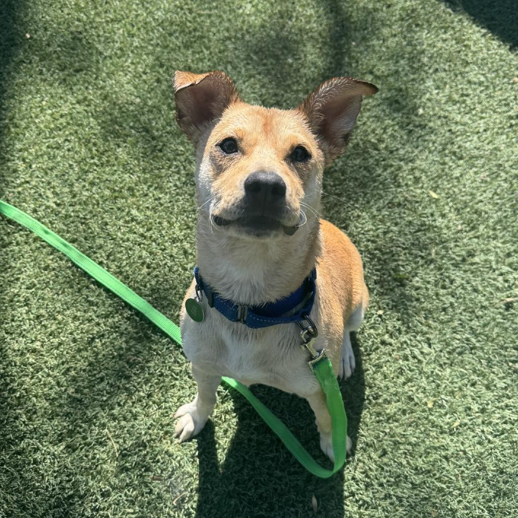 Enlarge Brennan, a Adoptable mixed breed in Buellton, CA image 3/6