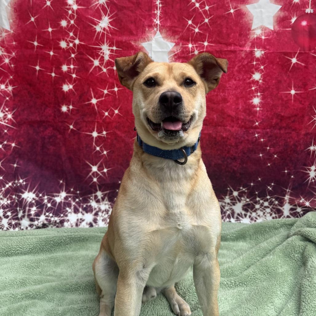 Enlarge Brennan, a Adoptable mixed breed in Buellton, CA image 4/6