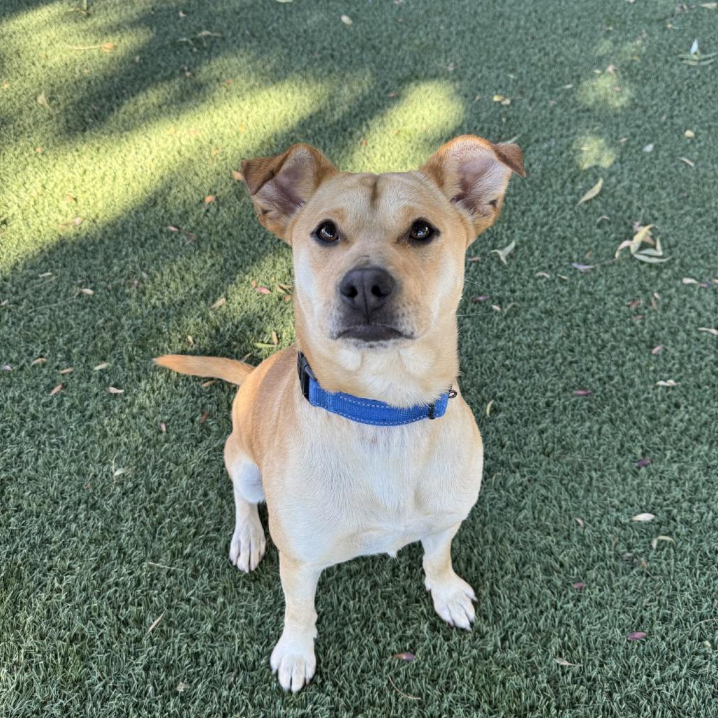 Enlarge Brennan, a Adoptable mixed breed in Buellton, CA image 5/6