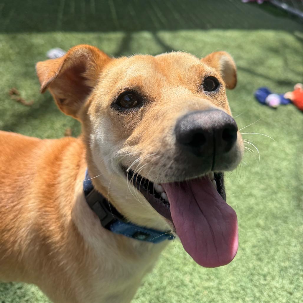 Enlarge Mikey, a Adoptable mixed breed in Buellton, CA image 5/6