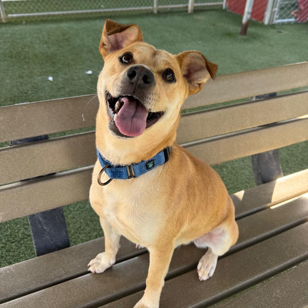 Enlarge Brennan, a Adoptable mixed breed in Buellton, CA image 5/6