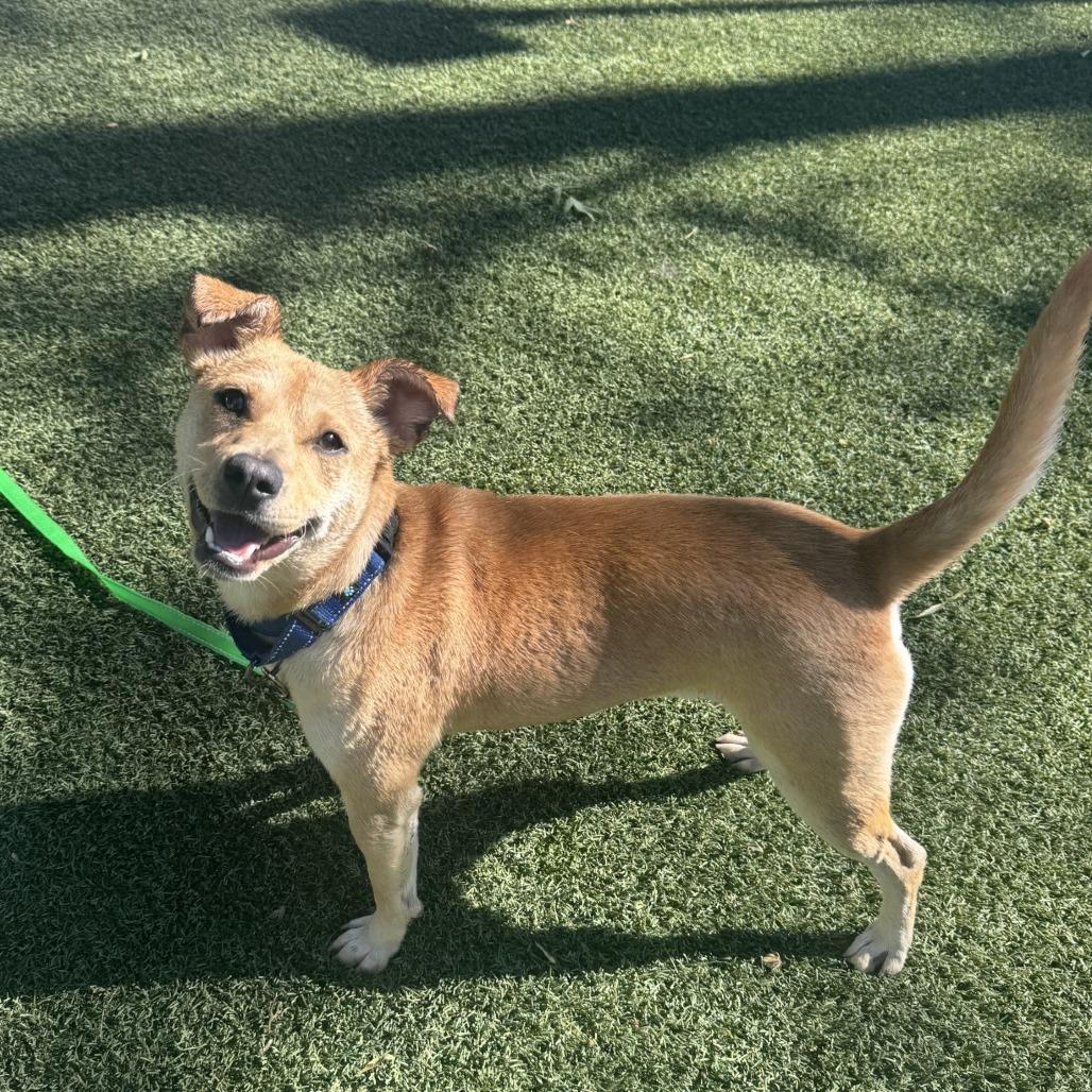 Enlarge Brennan, a Adoptable mixed breed in Buellton, CA image 6/6