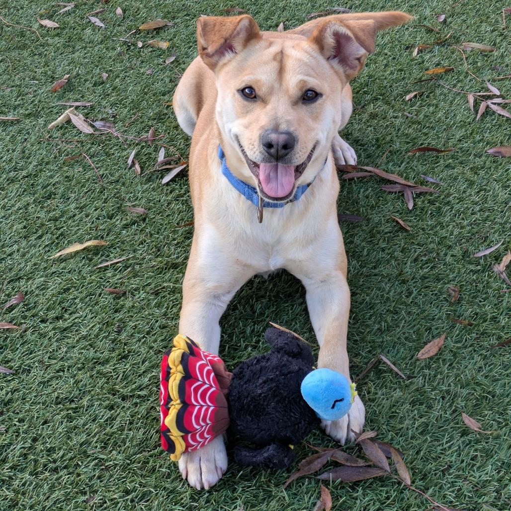 Enlarge Brennan, a Adoptable mixed breed in Buellton, CA image 6/6