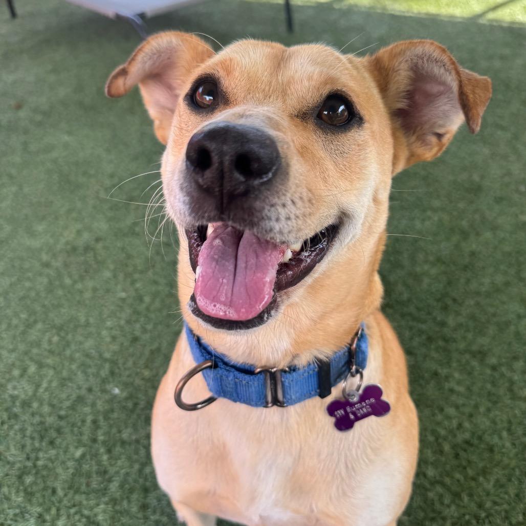 Enlarge Mikey, a Adoptable mixed breed in Buellton, CA image 6/6