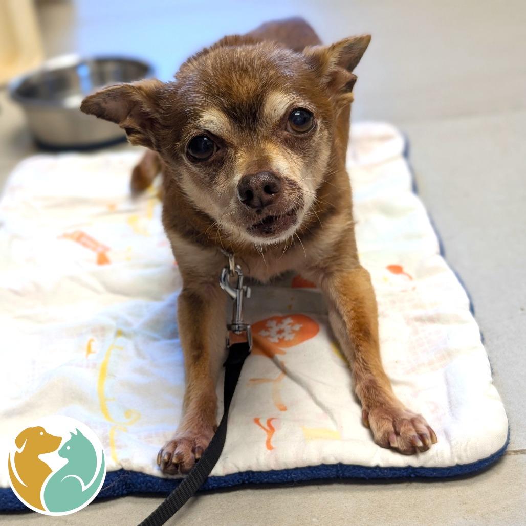 Paco, Adoptable, Senior Male Chihuahua.
