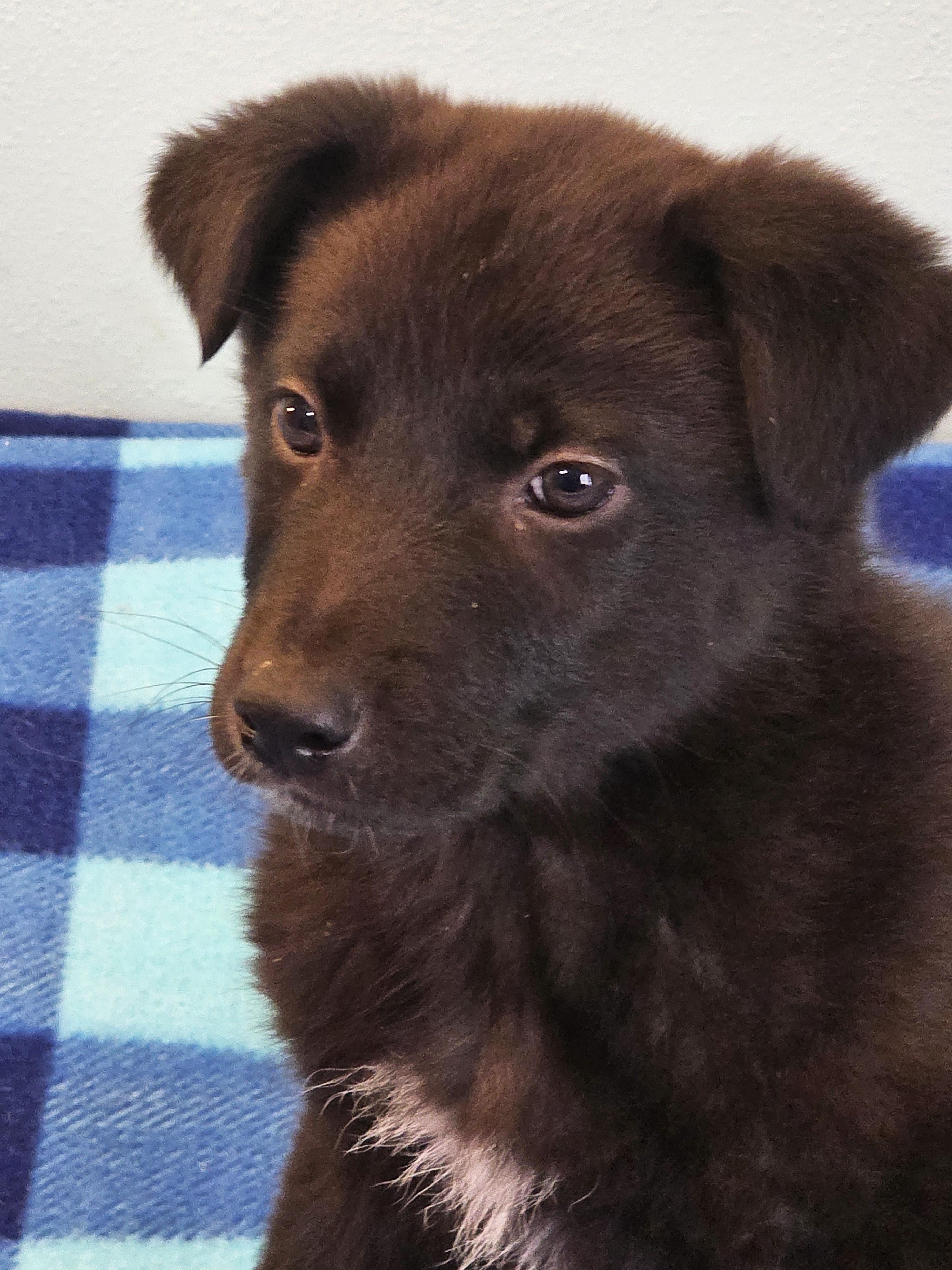 Enlarge Leonard, a ADOPTABLE mixed breed in Lisbon, IA image 3/6