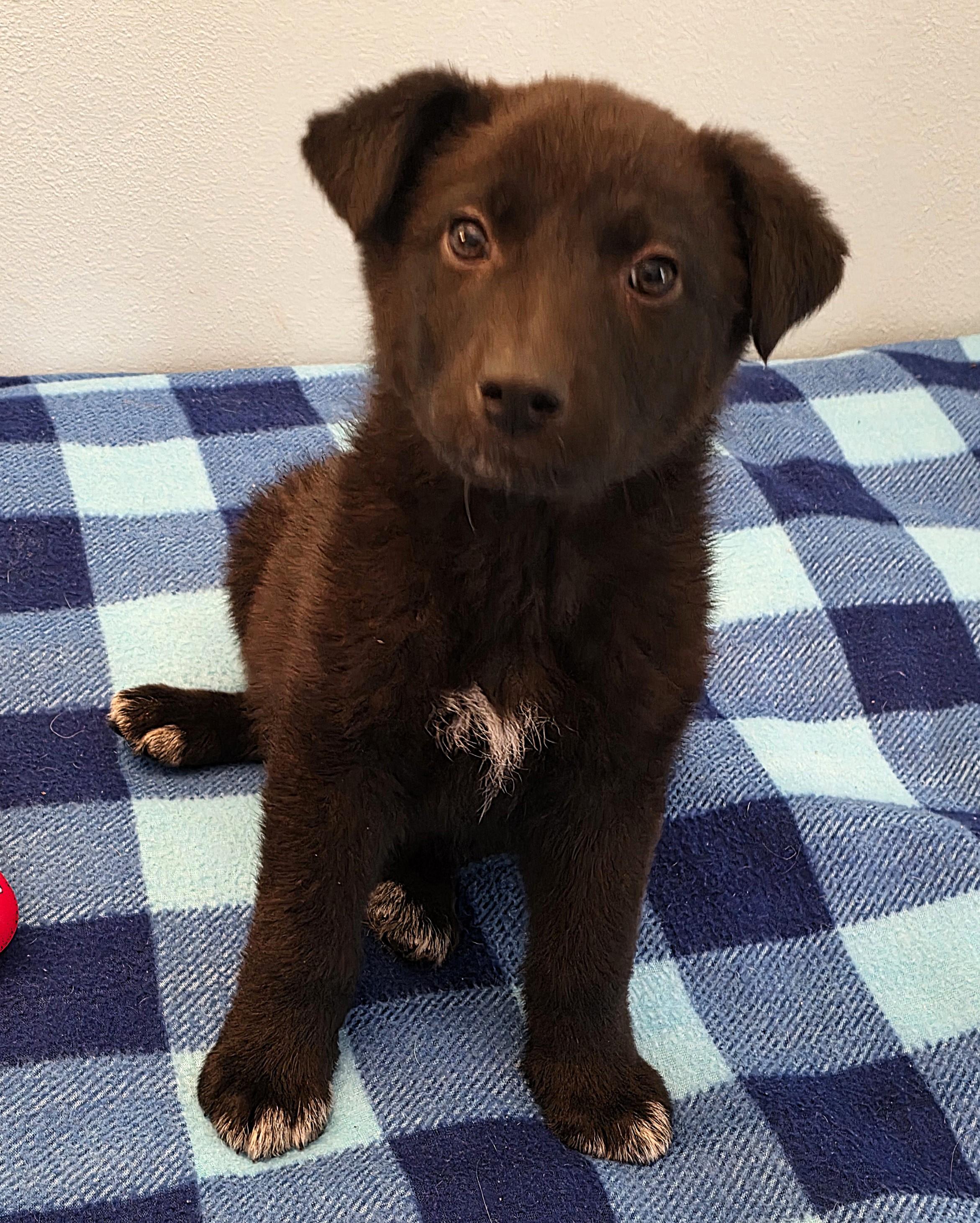 Leonard, ADOPTABLE, Puppy Male Australian Shepherd.