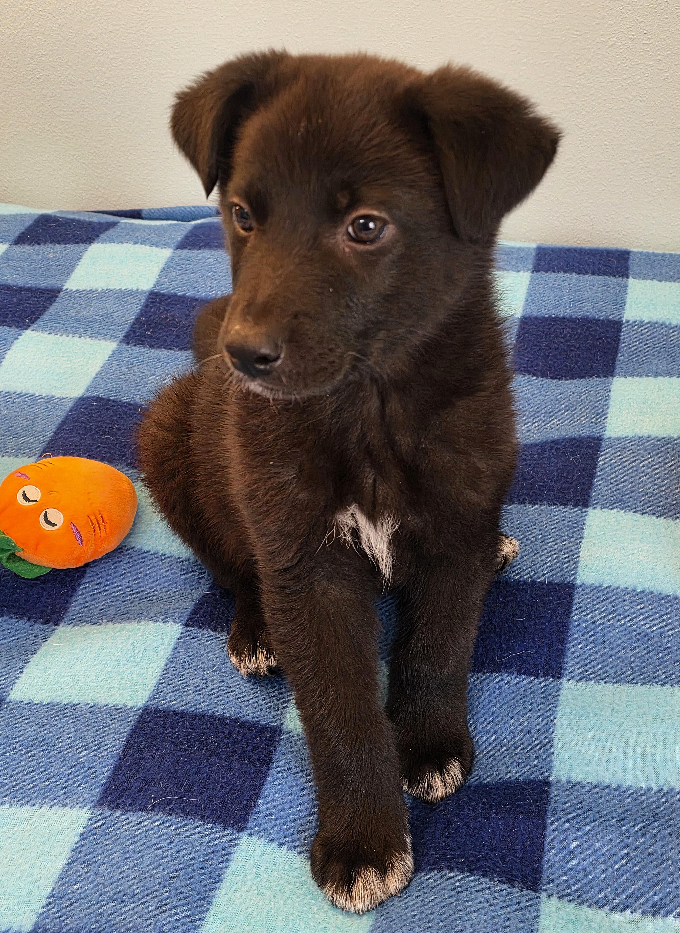 Enlarge Leonard, a ADOPTABLE mixed breed in Lisbon, IA image 5/6