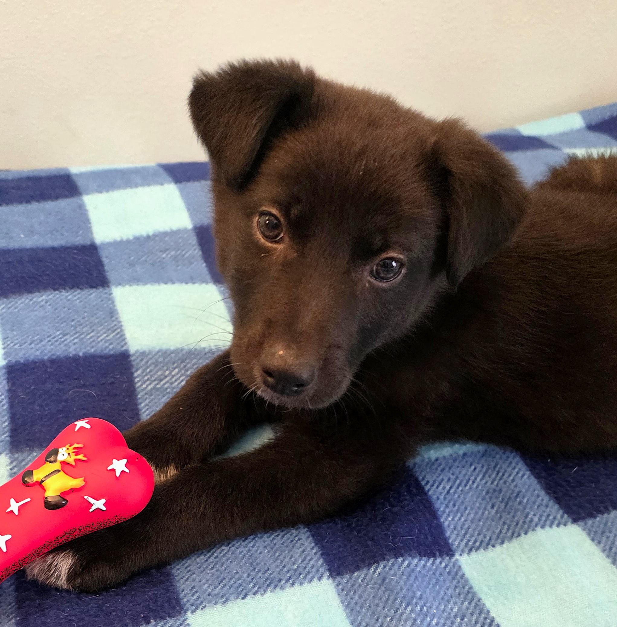 Enlarge Leonard, a ADOPTABLE mixed breed in Lisbon, IA image 6/6