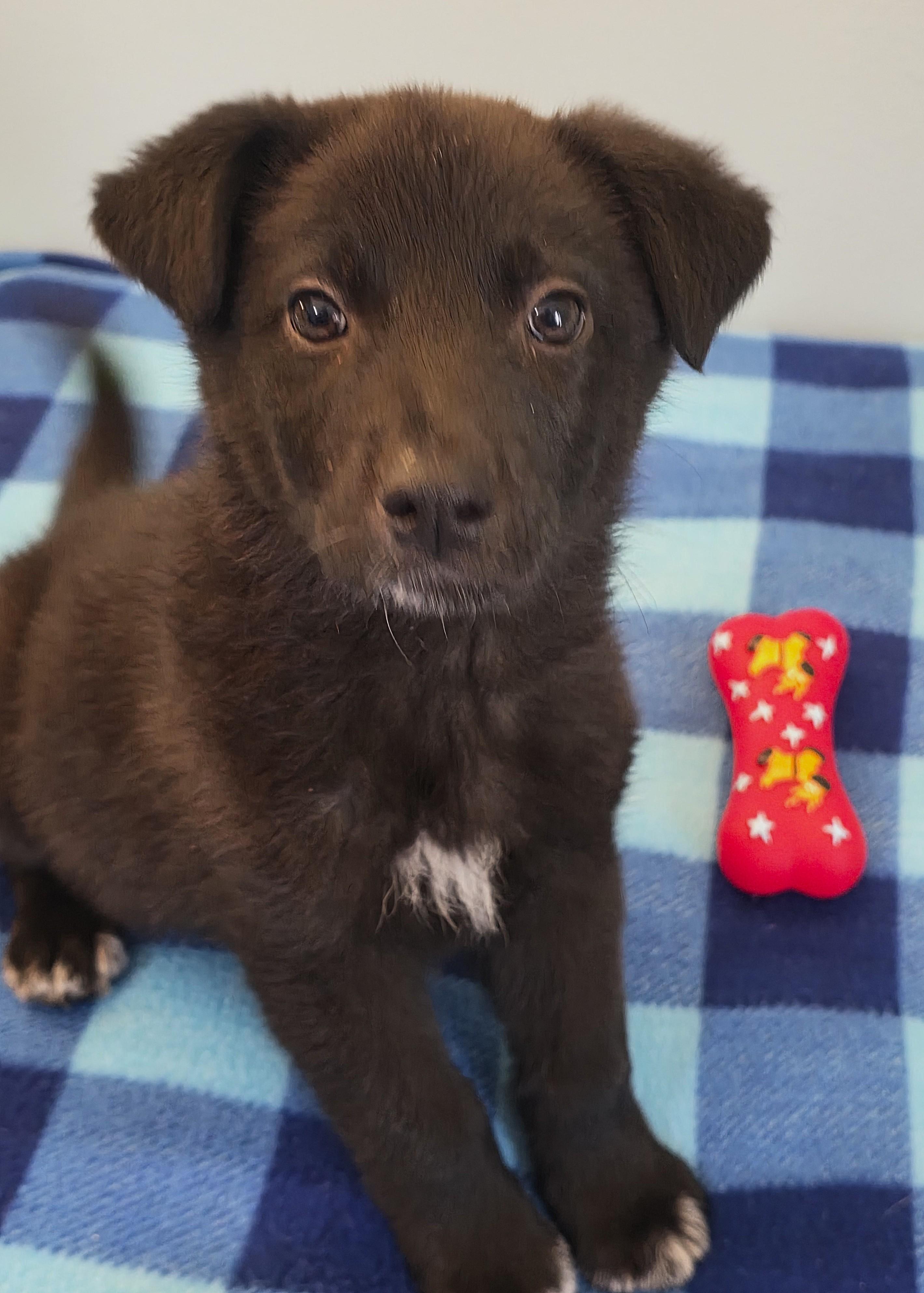 Enlarge Leonard, a ADOPTABLE mixed breed in Lisbon, IA image 2/6