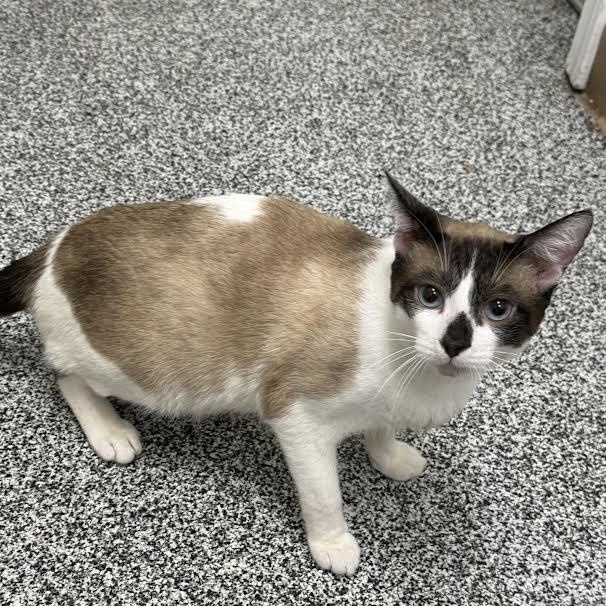 Enlarge Bandit, an adopted Domestic Short Hair in Jackson, CA image 2/3