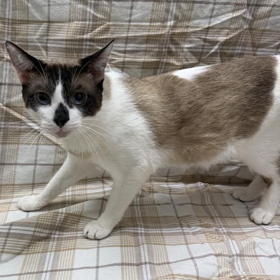 Bandit, adopted, Young Male Domestic Short Hair.