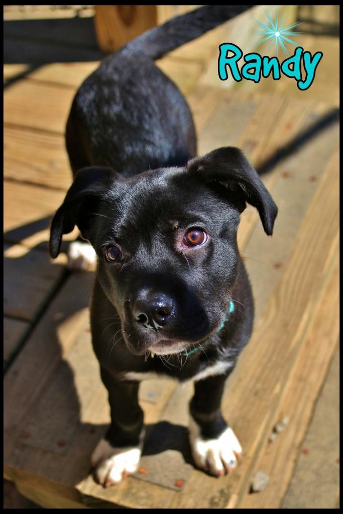 Enlarge Randy, an adopted mixed breed in Shippenville, PA image 2/6