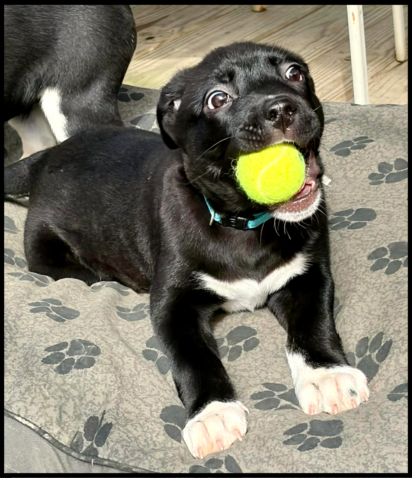 Enlarge Randy, an adopted mixed breed in Shippenville, PA image 5/6