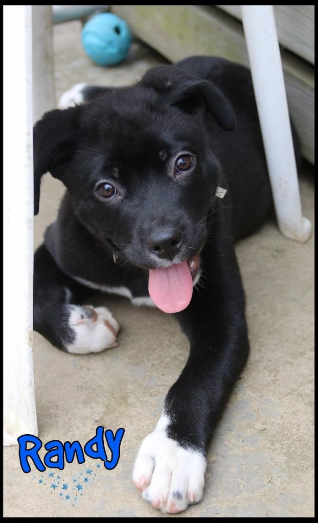 Enlarge Randy, an adopted mixed breed in Shippenville, PA image 3/6