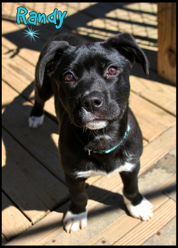 Randy, adopted, Puppy Male Terrier.