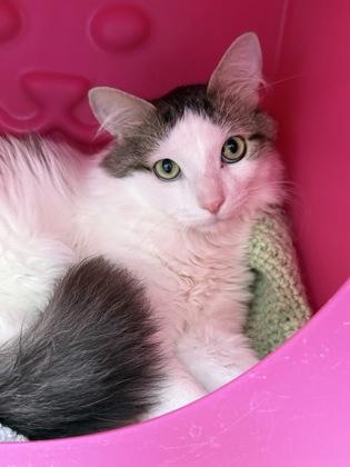 Enlarge Loki, a Adoptable mixed breed in Gwinn, MI image 1/1