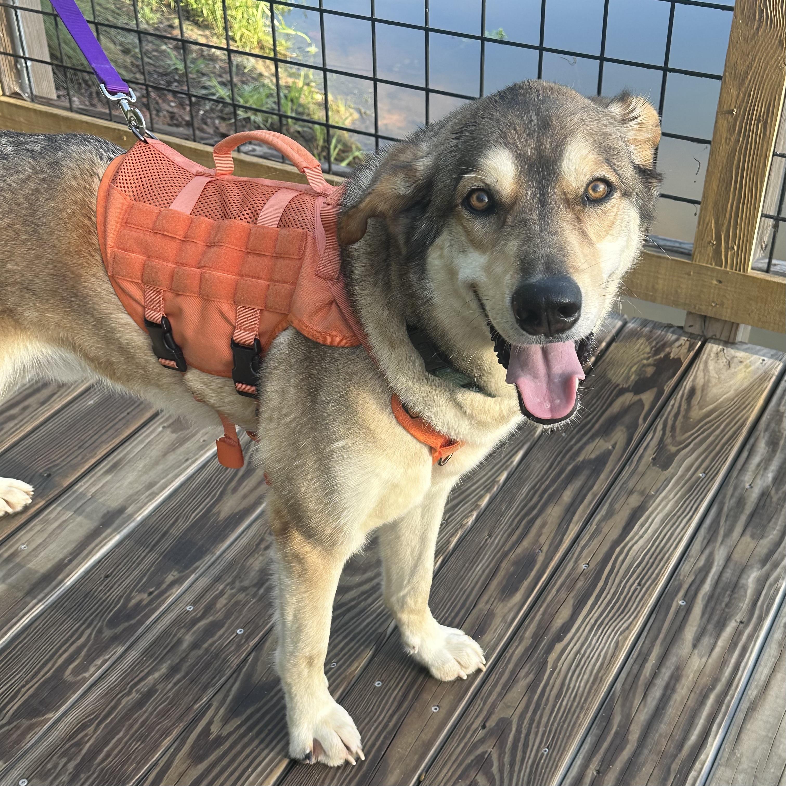 Enlarge Milo, a Adoptable mixed breed in Howell, NJ image 4/6