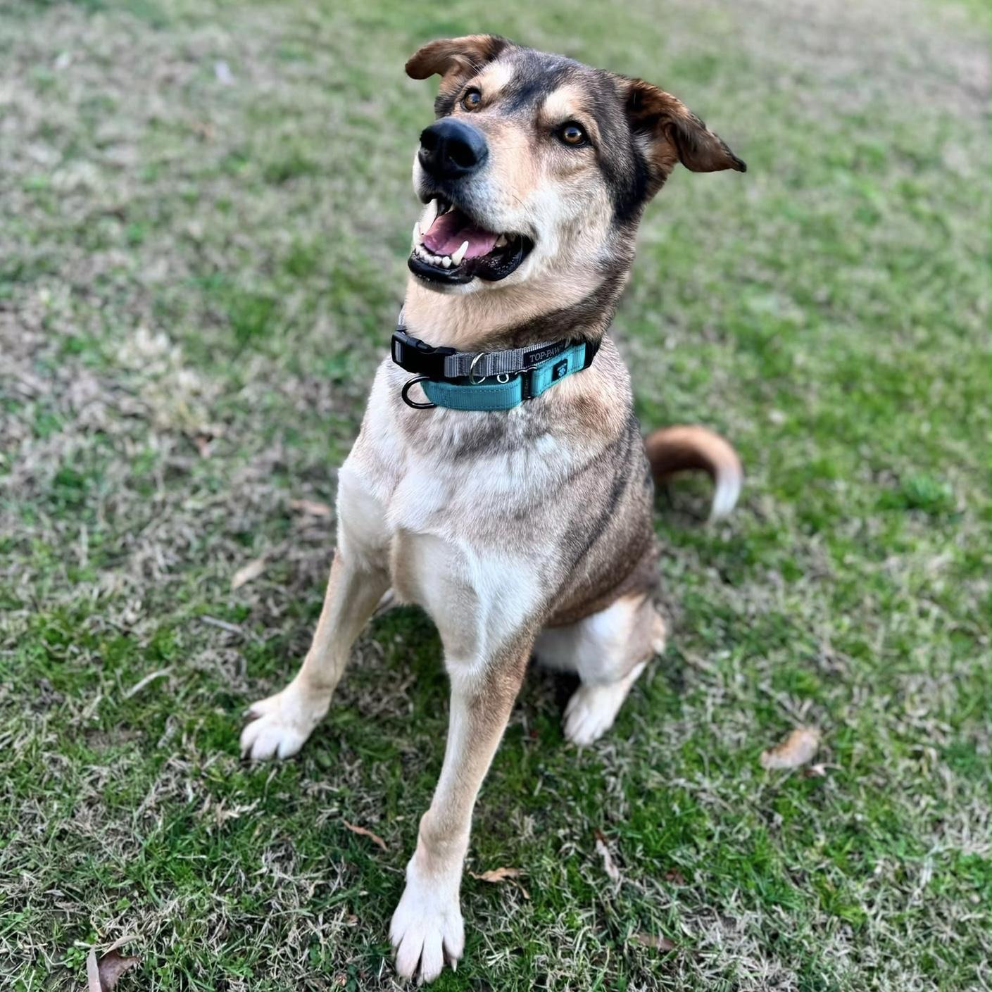 Enlarge Milo, a Adoptable mixed breed in Howell, NJ image 5/6
