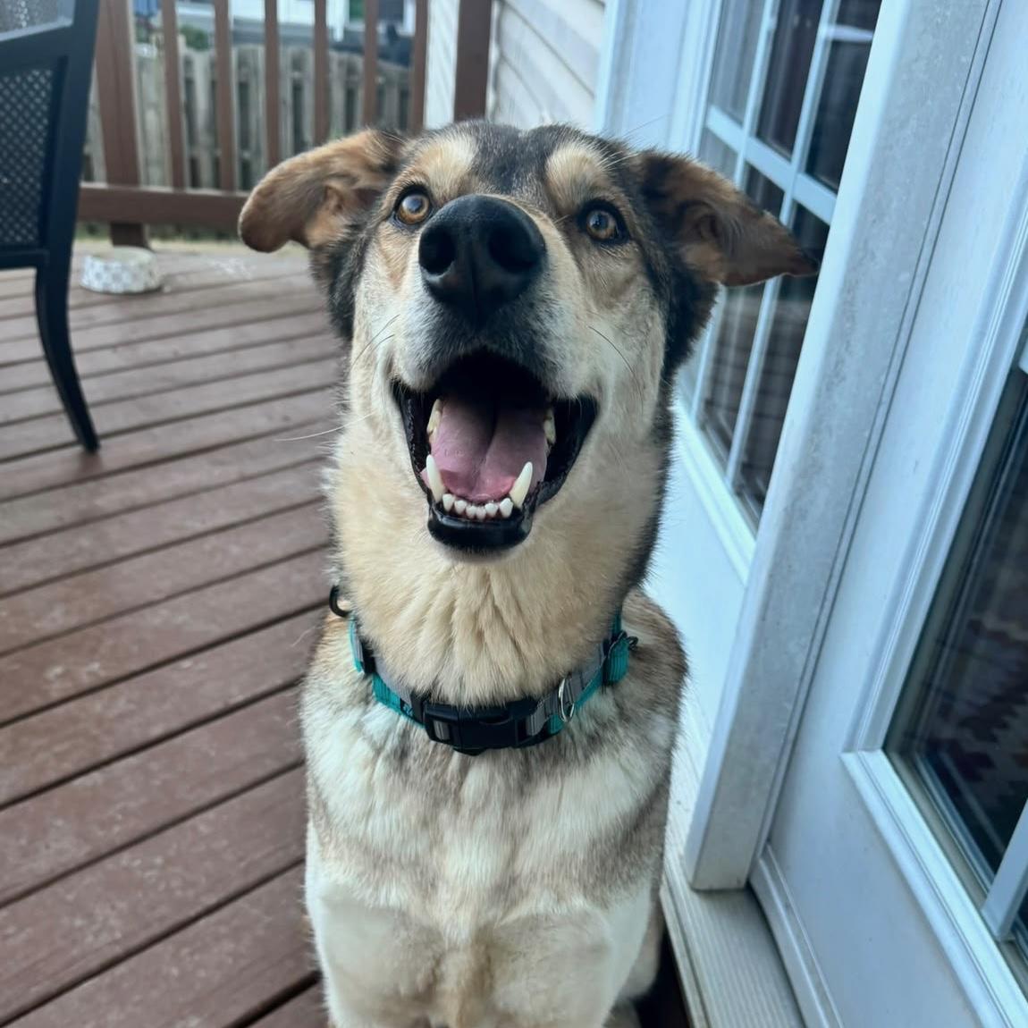 Enlarge Milo, a Adoptable mixed breed in Howell, NJ image 6/6