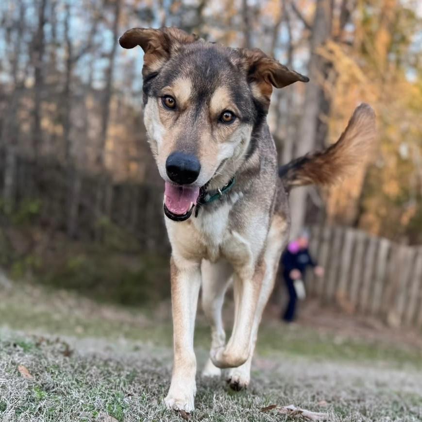 Enlarge Milo, a Adoptable mixed breed in Howell, NJ image 3/6