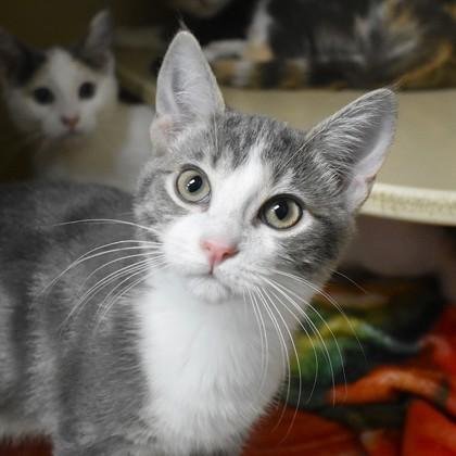 Lucas Grey, ADOPTABLE, Young Male Domestic Short Hair.