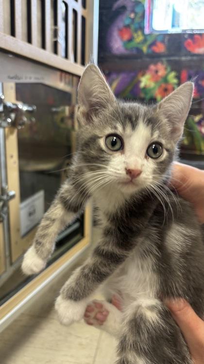 Enlarge Lucas Grey, a ADOPTABLE Domestic Short Hair in Flagstaff, AZ image 2/3