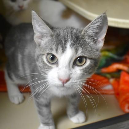 Enlarge Lucas Grey, a ADOPTABLE Domestic Short Hair in Flagstaff, AZ image 3/3