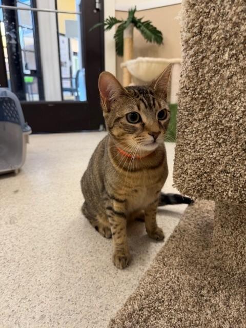 FELIX, Adoptable, Young Male Domestic Short Hair.