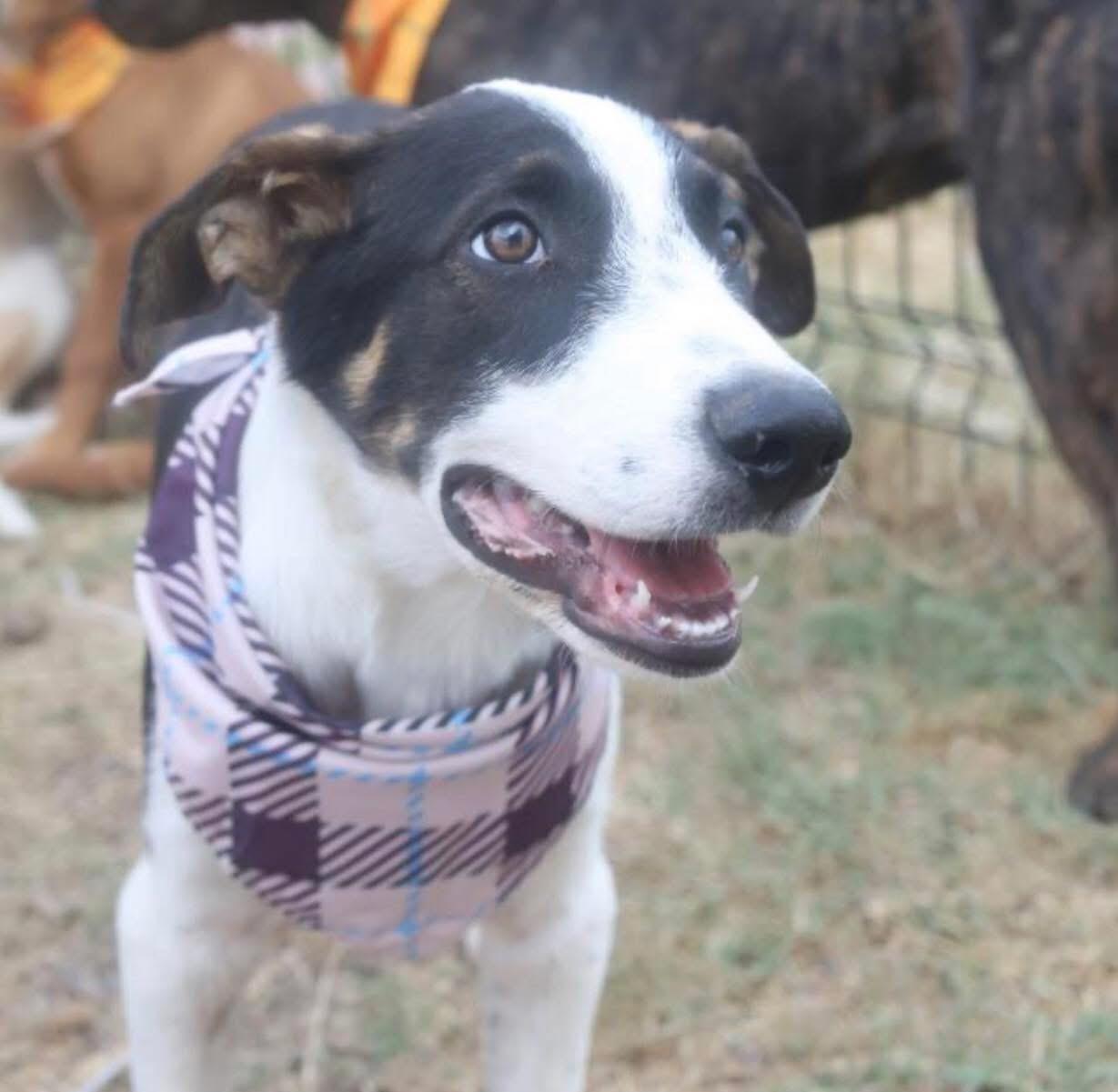 Enlarge Gatsby, a Adoptable mixed breed in Virden , IL image 2/5