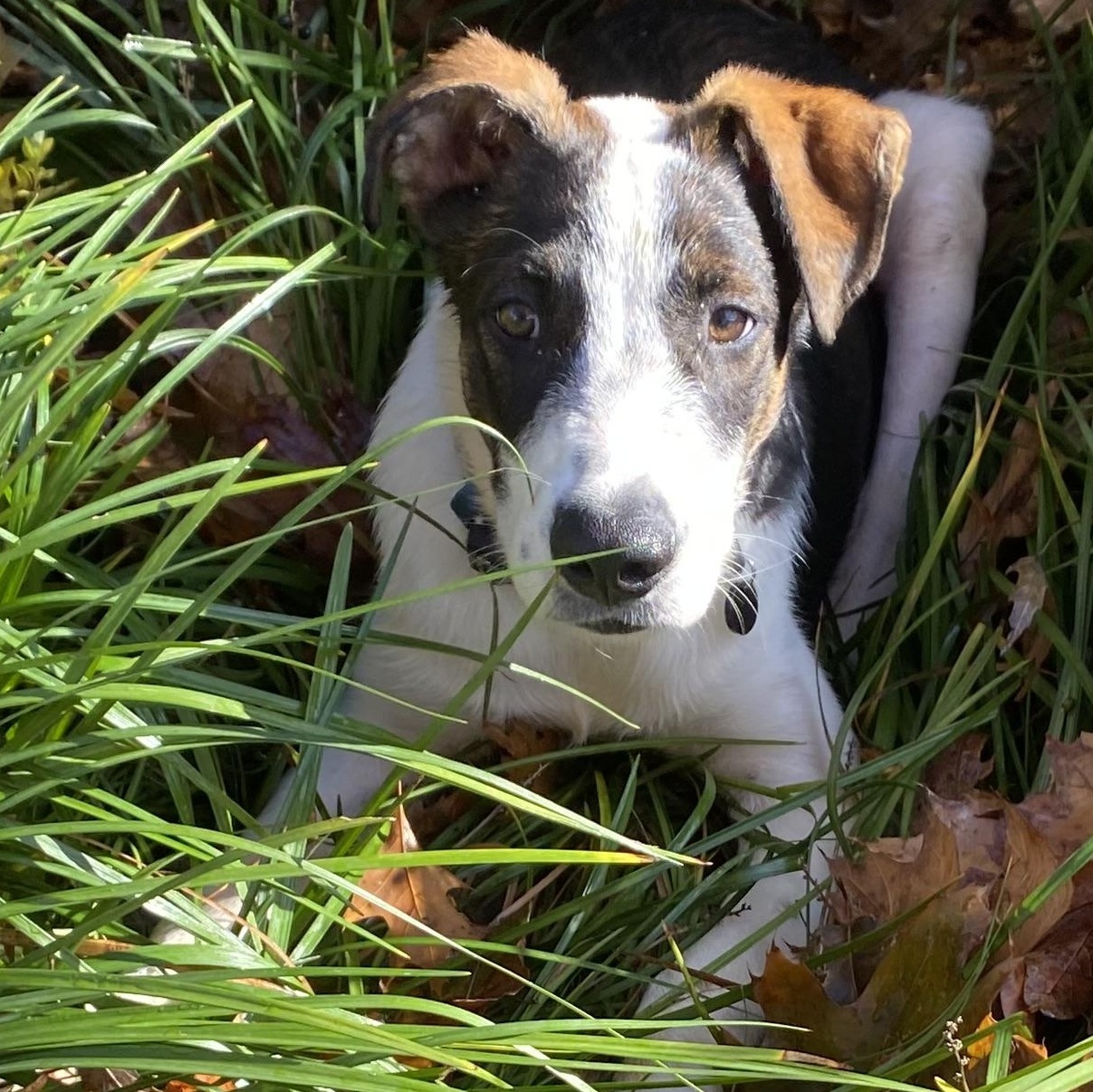 Enlarge Gatsby, a Adoptable mixed breed in Virden , IL image 3/5