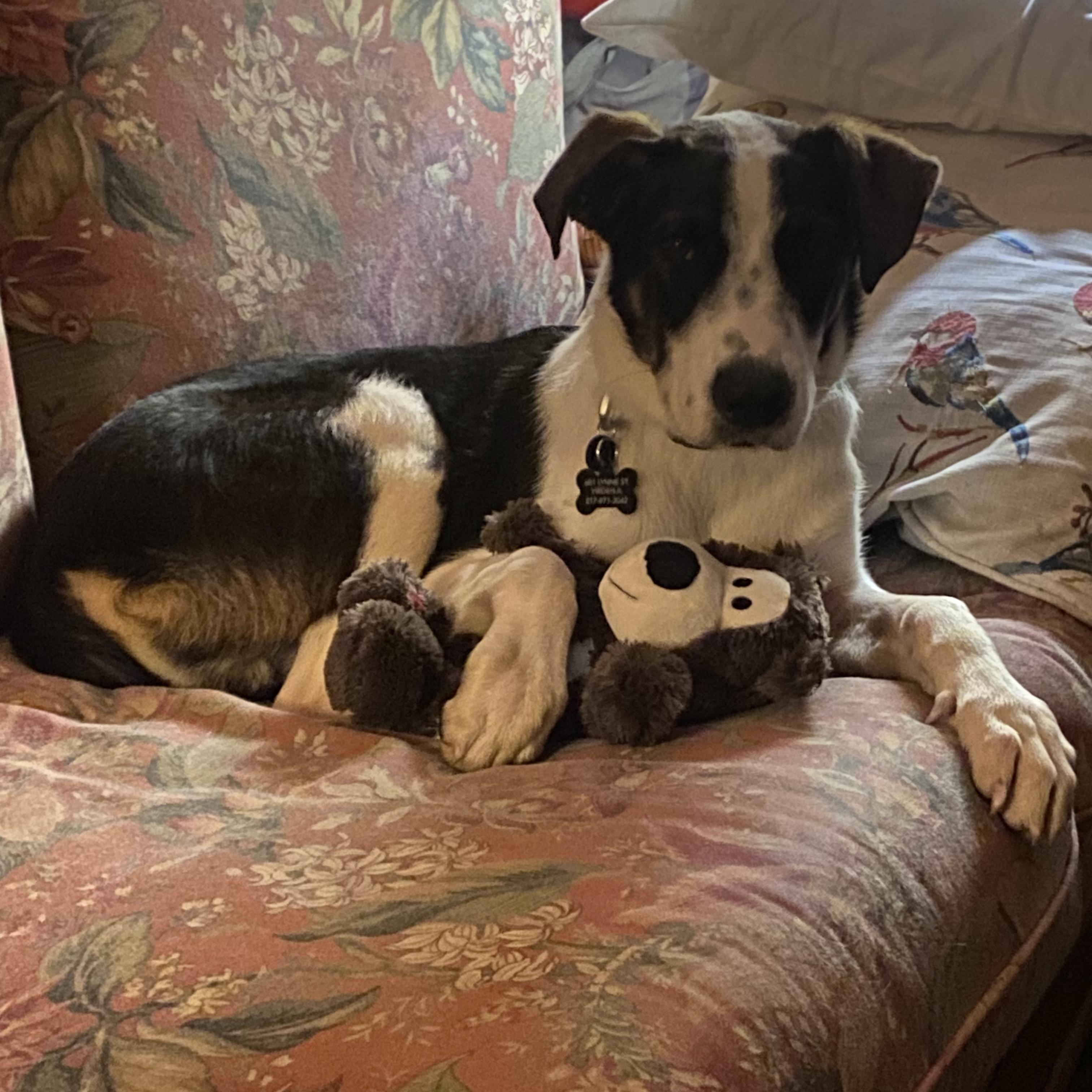 Enlarge Gatsby, a Adoptable mixed breed in Virden , IL image 4/5