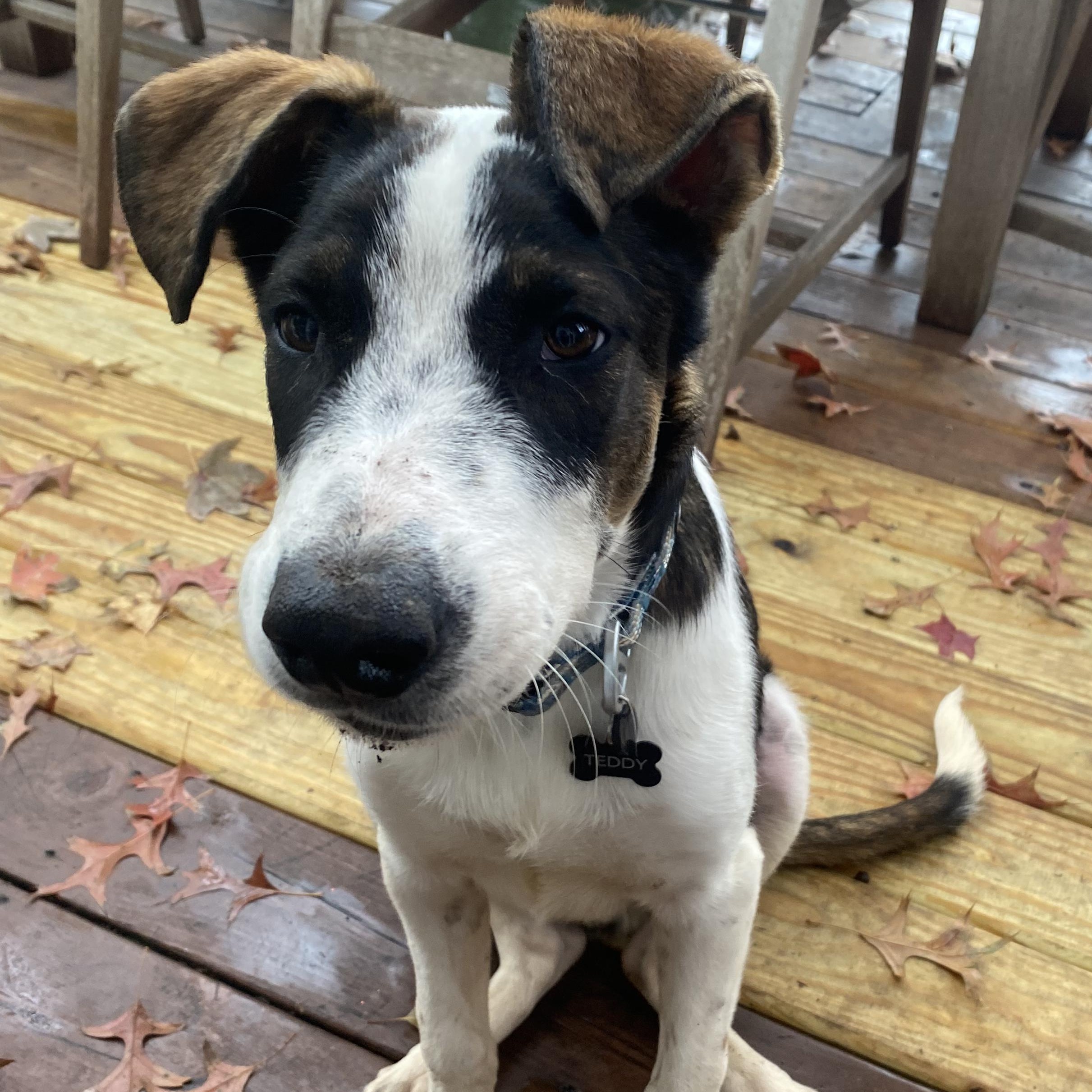 Gatsby, Adoptable, Puppy Male Hound.