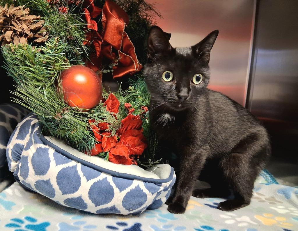 Enlarge SKIPPY, a Adoptable mixed breed in Wintersville, OH image 2/6