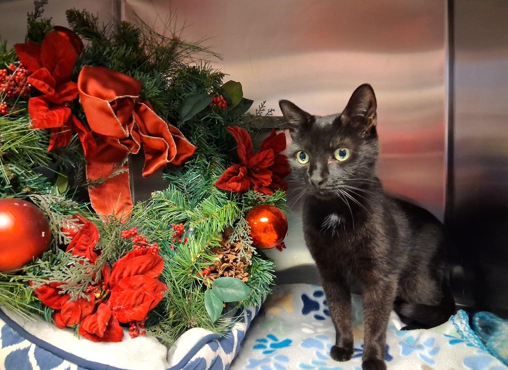 Enlarge SKIPPY, a Adoptable mixed breed in Wintersville, OH image 3/6