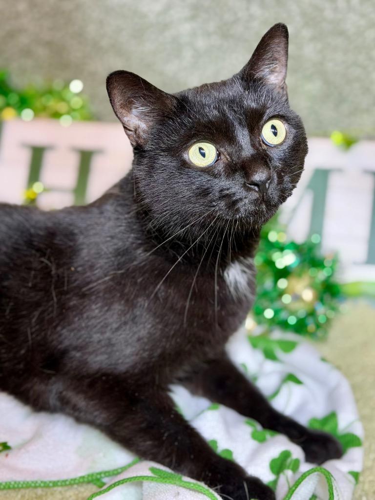 Enlarge SKIPPY, a Adoptable mixed breed in Wintersville, OH image 4/6