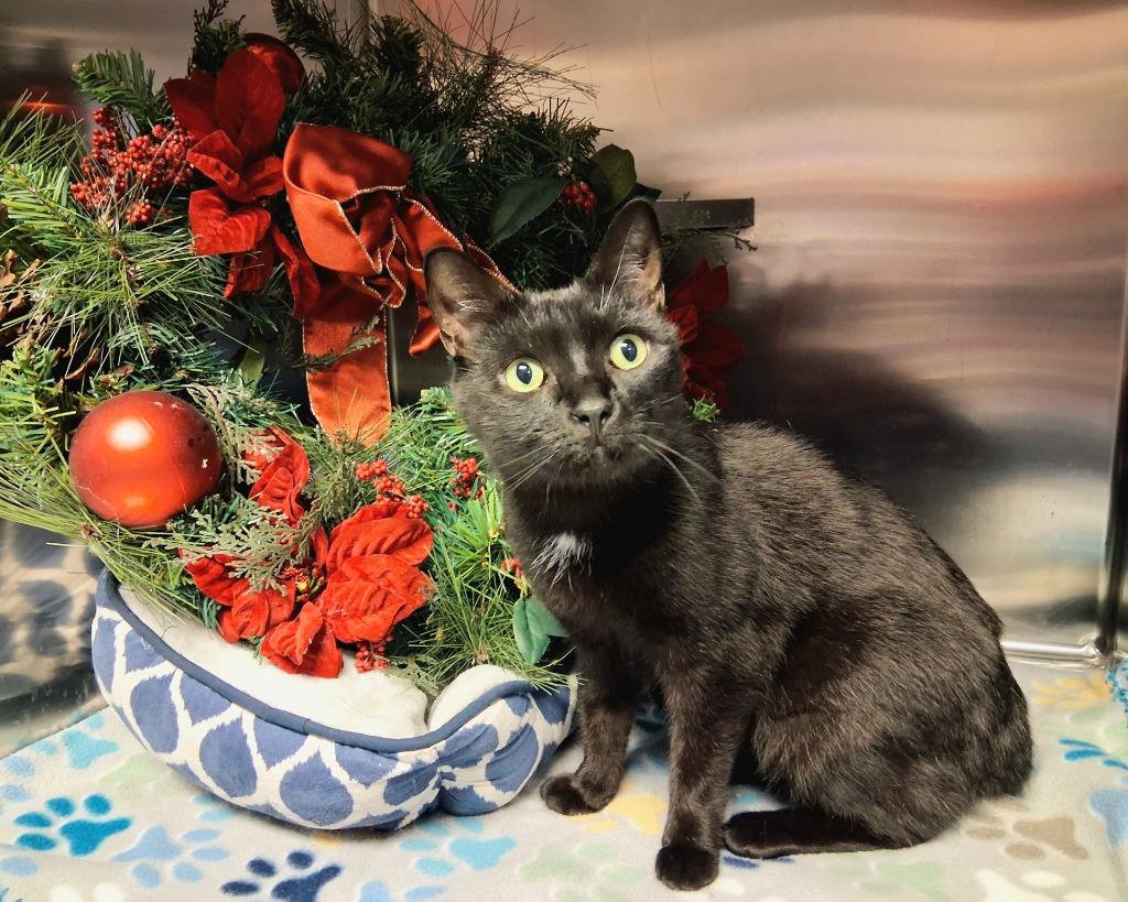 Enlarge SKIPPY, a Adoptable mixed breed in Wintersville, OH image 6/6