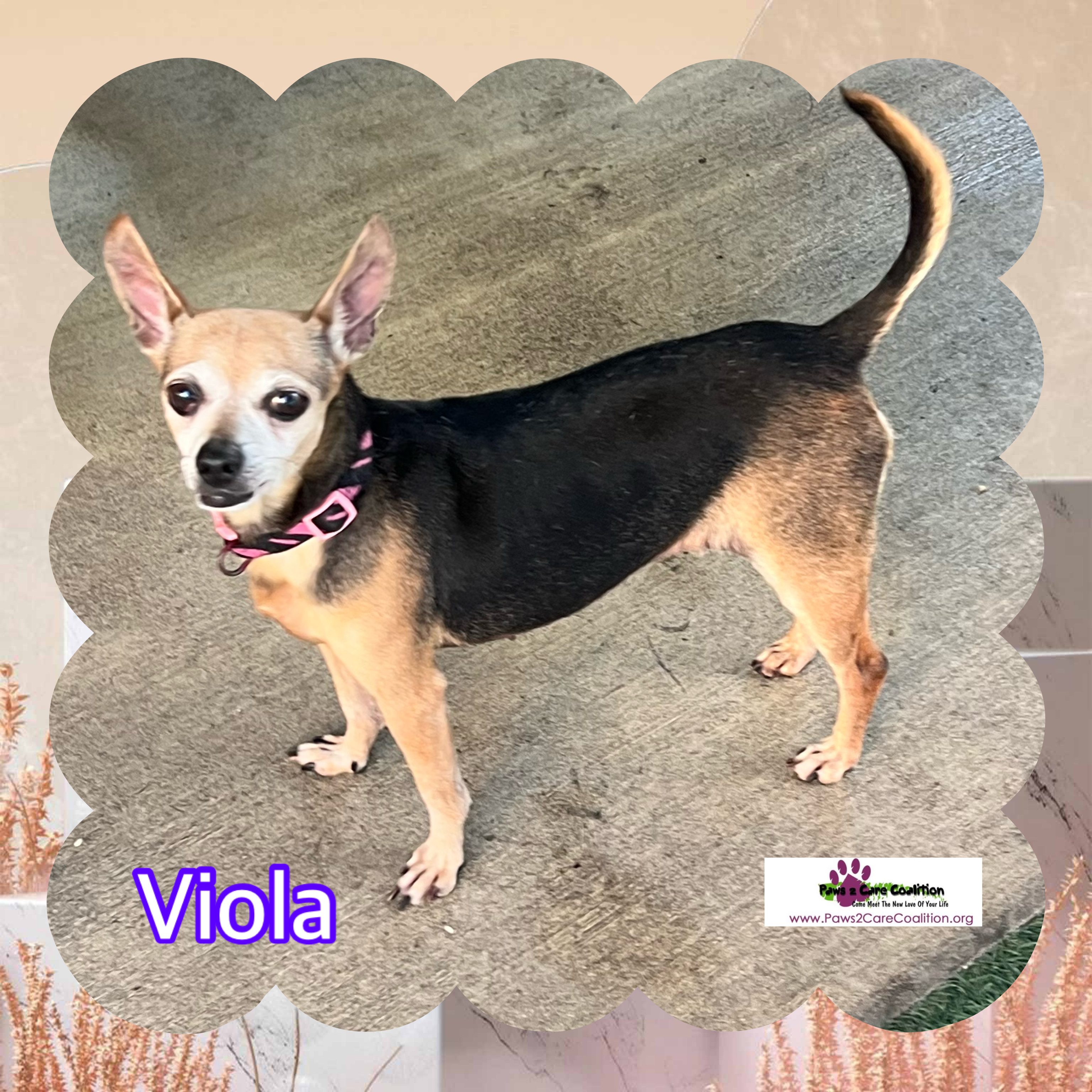 Viola, a Adoptable mixed breed in Hollywood, FL image 1/2