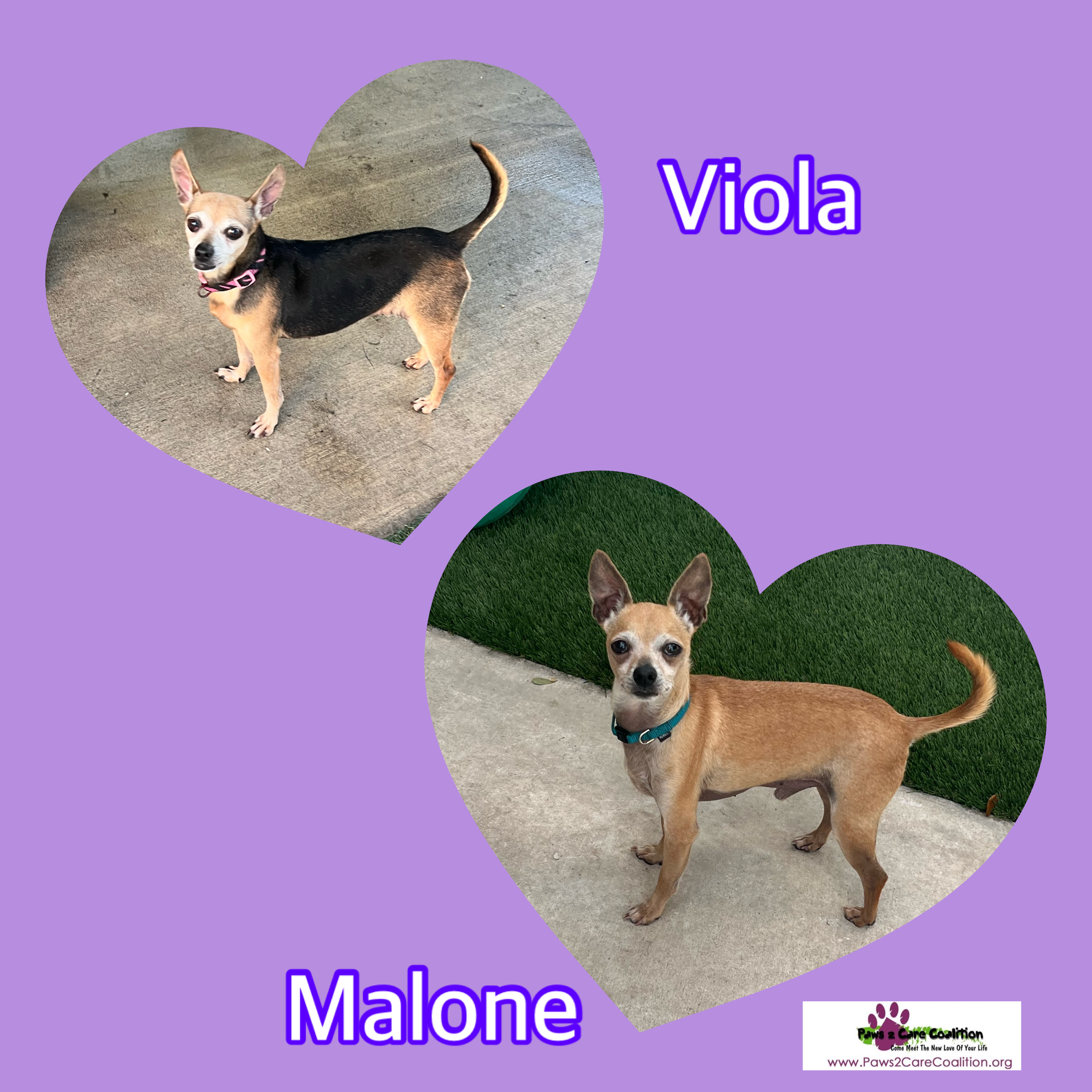 Viola, a Adoptable mixed breed in Hollywood, FL image 2/2