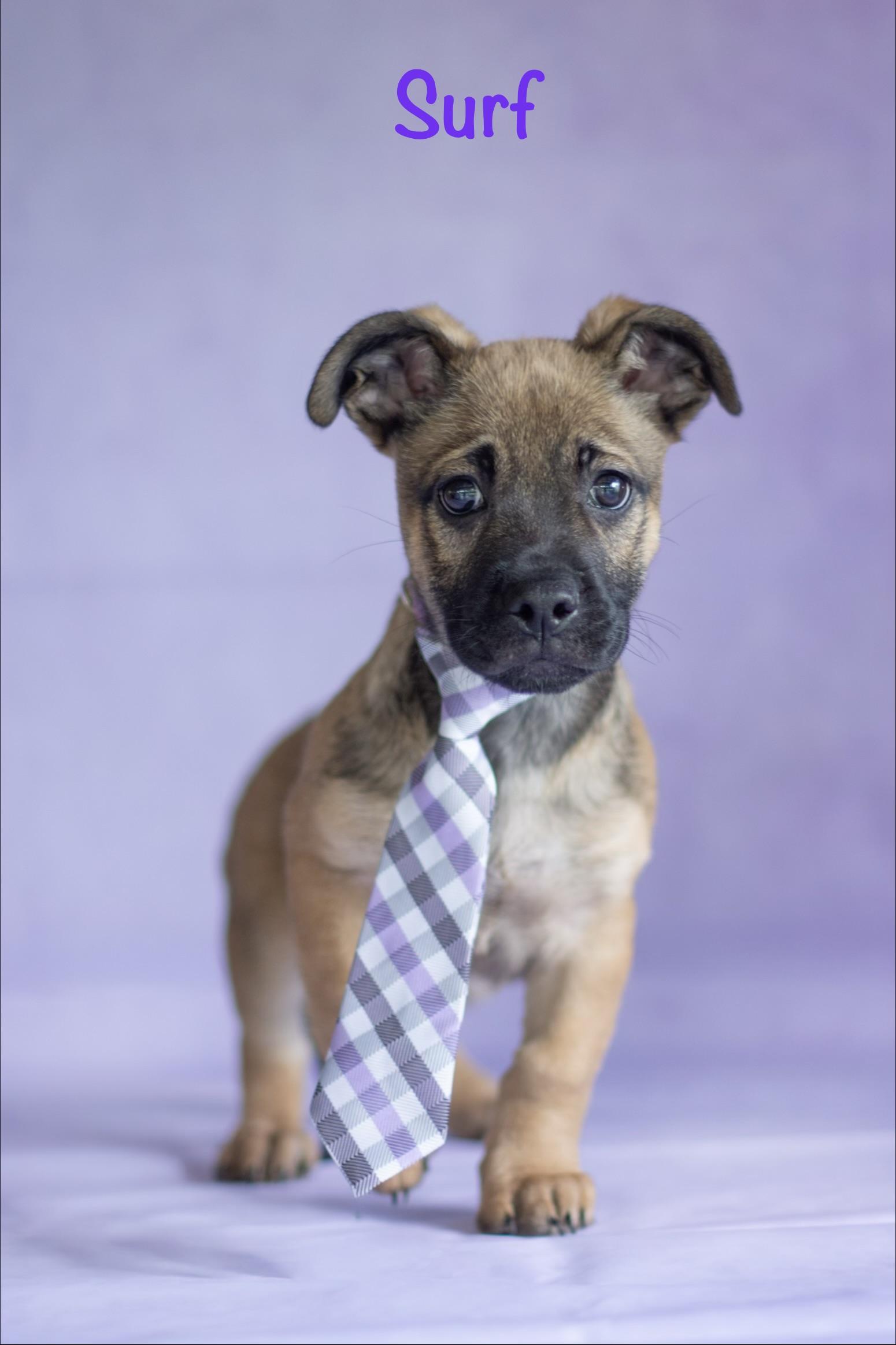 Enlarge Surf, an adopted mixed breed in Indianapolis, IN image 1/1