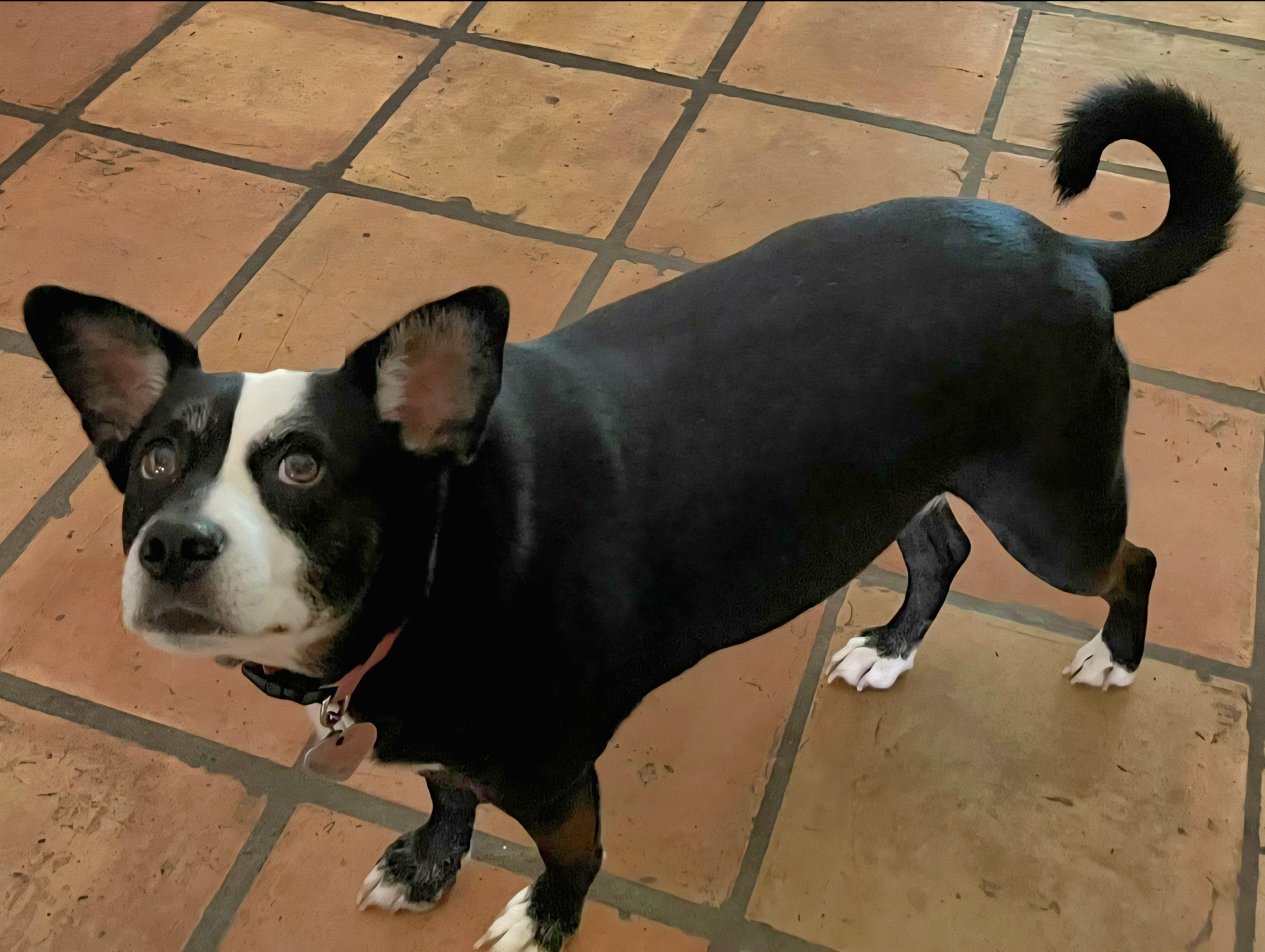 Millie, a Adoptable mixed breed in Normal, IL image 5/6