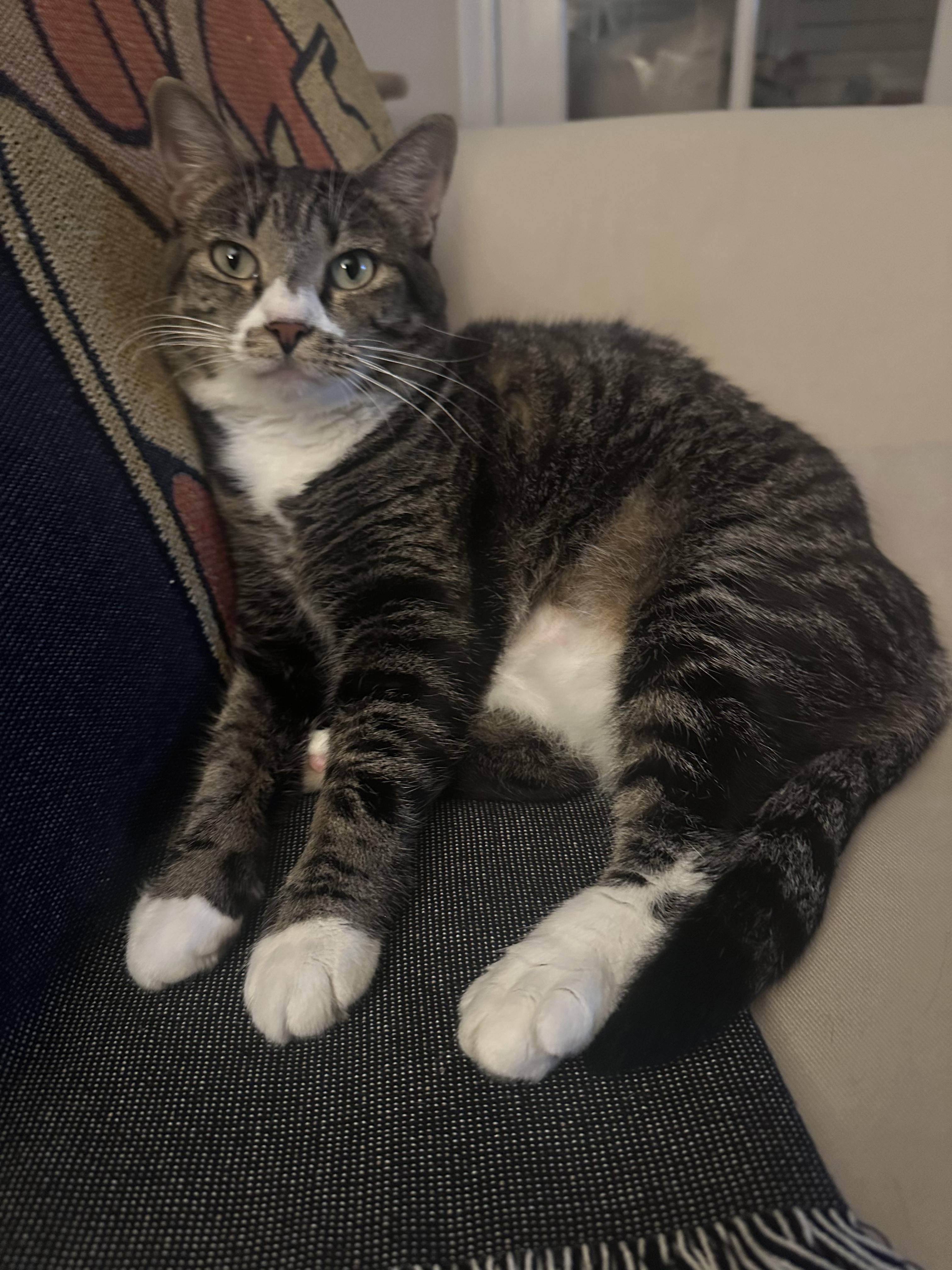 Laura, Adoptable, Adult Female Tabby & Domestic Short Hair.