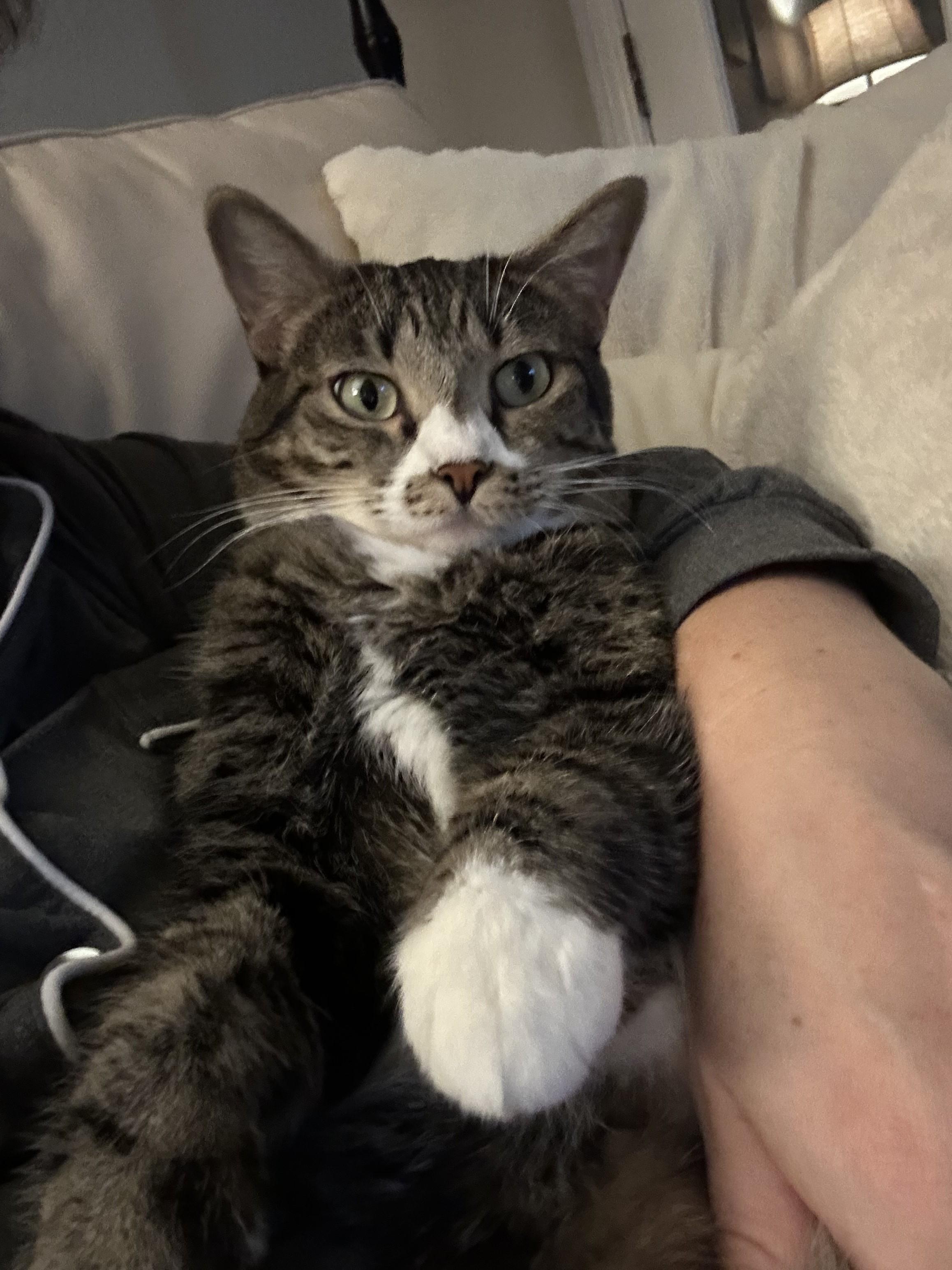 Laura, a Adoptable mixed breed in Venice, CA image 2/2